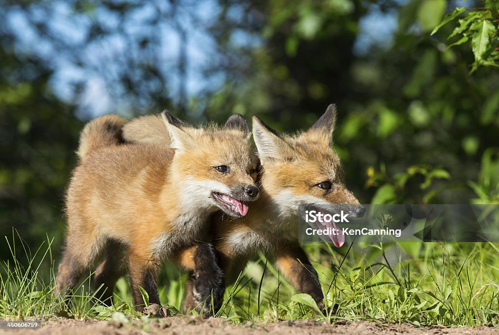 Kits de Red Fox juegos - Foto de stock de Cachorro - Perro libre de derechos