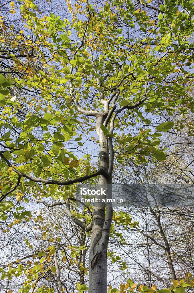 Albero autunnale - Foto stock royalty-free di Albero