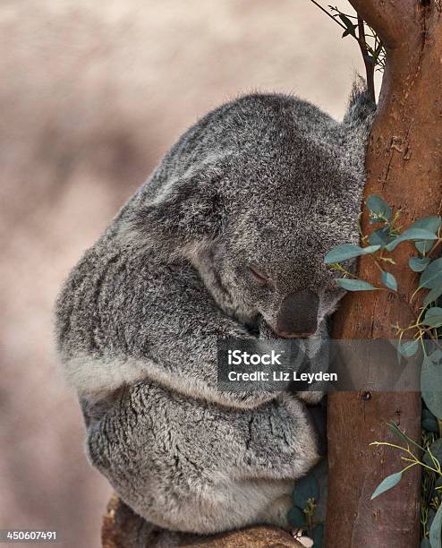 Photo libre de droit de Koala Phascolarctos Cinereus Chambre banque d'images et plus d'images libres de droit de Arbre - Arbre, Dormir, Eucalyptus