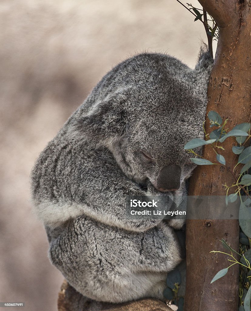 Koala (Phascolarctos cinereus) notte - Foto stock royalty-free di Albero