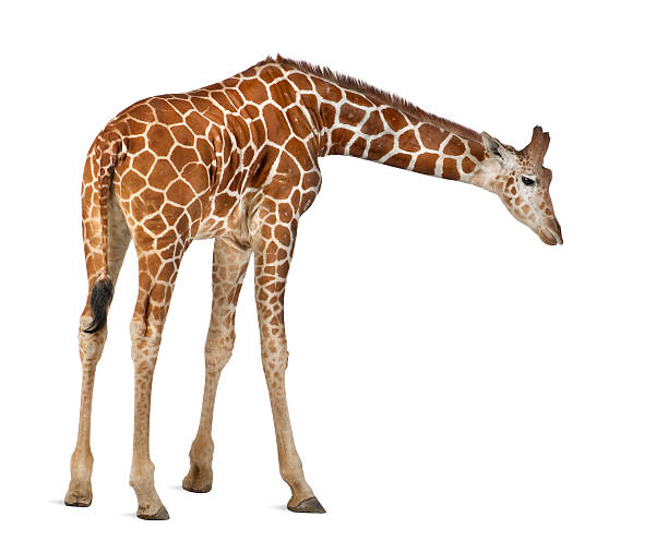 comumente conhecida como girafa reticulada, giraffa camelopardalids - reticulated - fotografias e filmes do acervo