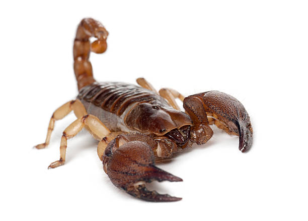 istock Shiny Burrowing Scorpion, Opistophthalmus glabrifrons 450608101