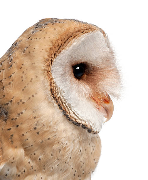istock Barn Owl, Tyto alba, 4 months old 450608129