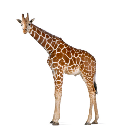 Somali Giraffe, commonly known as Reticulated Giraffe, Giraffa camelopardalis reticulata, 2 and a half years old standing against white background
