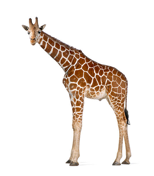 широко известный как сетчатый жираф, giraffa camelopardalis - reticulated стоковые фото и изображения