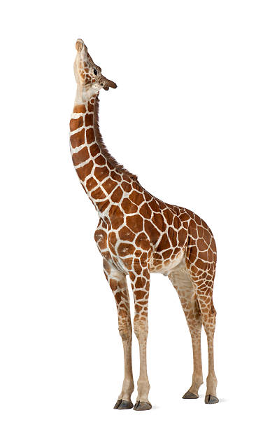 comunemente noto come giraffa reticolata, giraffa camelopardalis - reticulated giraffe foto e immagini stock