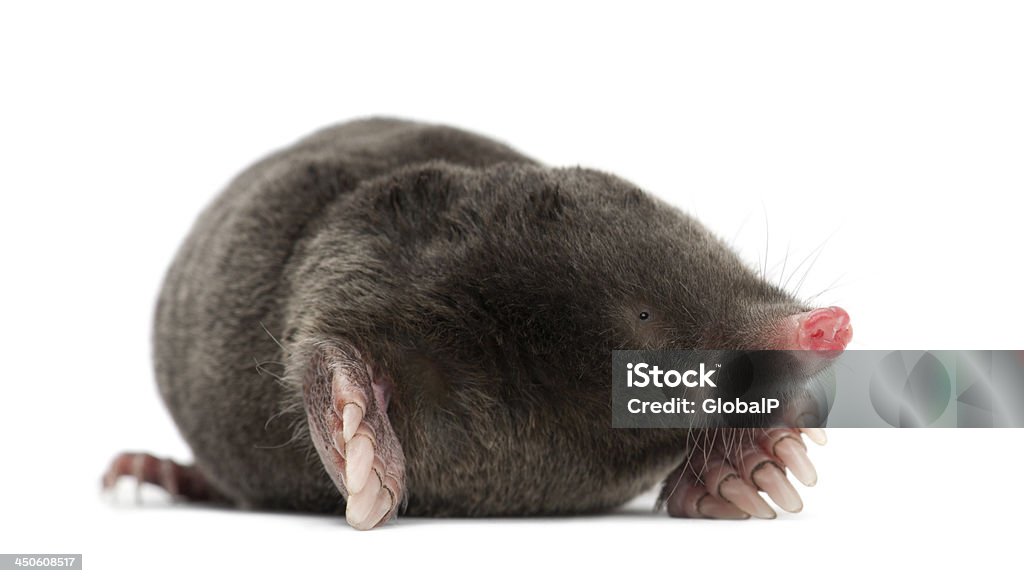European Mole, Talpa europaea, against white background Mole - Animal Stock Photo