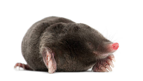 European Mole, Talpa europaea, against white background European Mole, Talpa europaea, against white background mole stock pictures, royalty-free photos & images