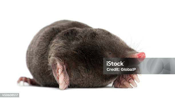 European Mole Talpa Europaea Against White Background Stock Photo - Download Image Now