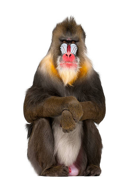 mandril sentado, mandrillus sphinx, 22 anos de idade - mandril imagens e fotografias de stock