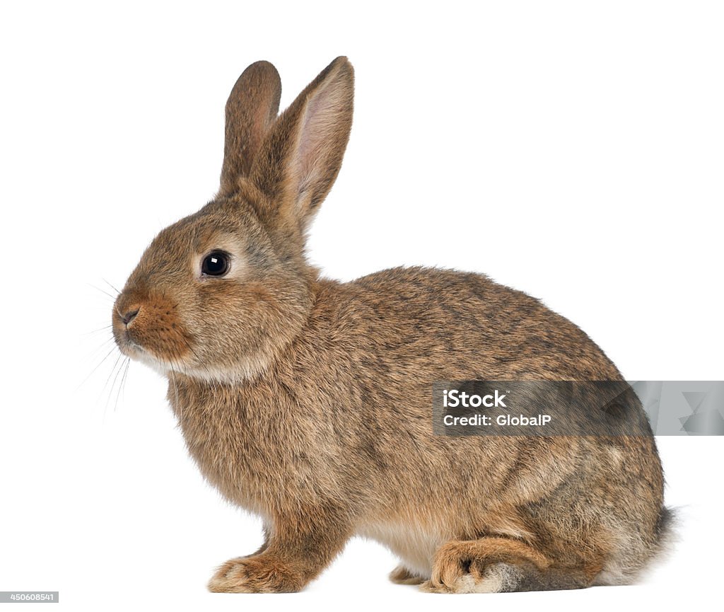 Rabbit sitting on white background Rabbit sitting against white background Rabbit - Animal Stock Photo