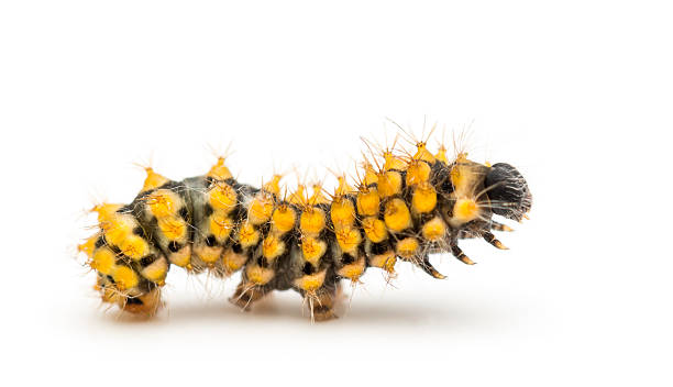 istock Caterpillar of the Giant Peacock Moth, Saturnia pyri 450608563