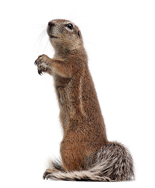 istock Cape Ground Squirrel, Xerus inauris 450608755