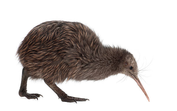 istock North Island Brown Kiwi, Apteryx mantelli, 5 months old 450608861