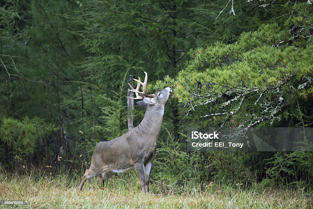 Cervo dalla coda bianca in discesa - Foto stock royalty-free di Strofinare - Toccare