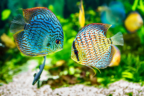 Aquarium displaying two tropical fish symphsodon discus Symphysodon discus in an aquarium on a green background fish tank photos stock pictures, royalty-free photos & images