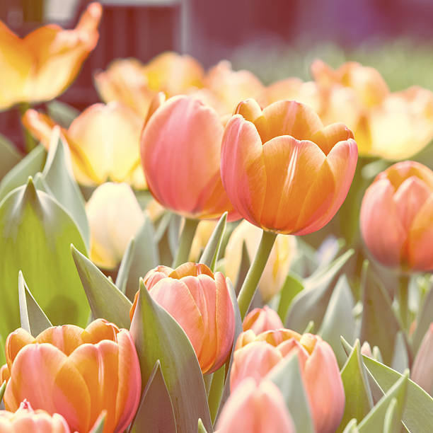 istock beautiful flowers Retro stype 450613281