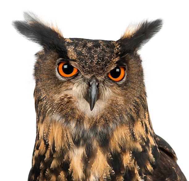 istock Eurasian Eagle-Owl, Bubo, 15 years old 450631583