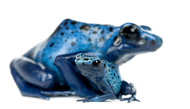 istock Female Blue and Black Poison Dart Frog with young 450633895