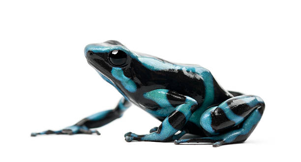 istock Green and Black Poison Dart Frog 450634067