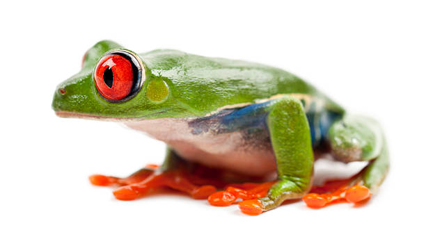 istock Red-eyed Treefrog, Agalychnis callidryas 450634081