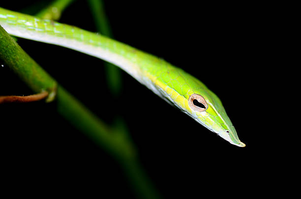 gros plan de serpent vert - angusticeps photos et images de collection