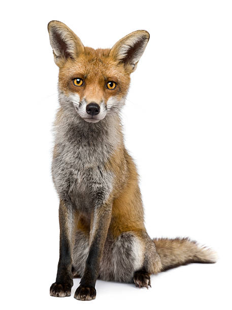 istock Front view of Red Fox, 1 year old 450635571
