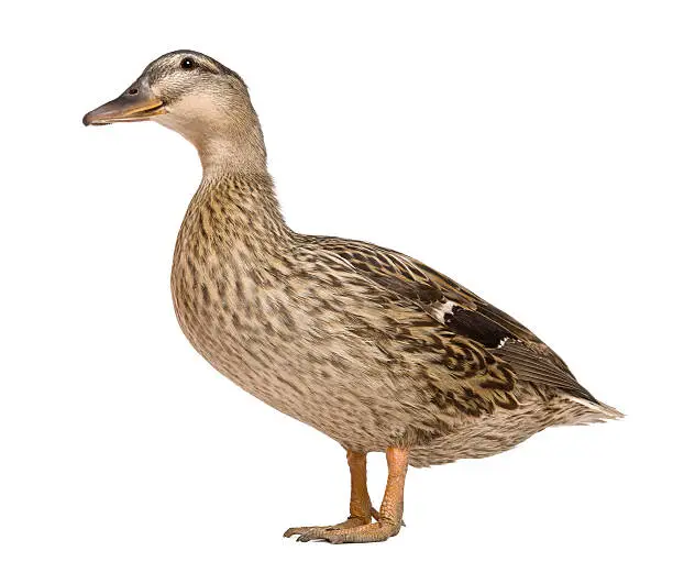 Female Mallard, 1 years old, standing in front of white background