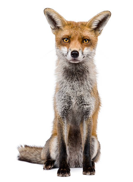 A front portrait of a one year old red fox Front view of Red Fox, 1 year old, sitting in front of white background red fox photos stock pictures, royalty-free photos & images