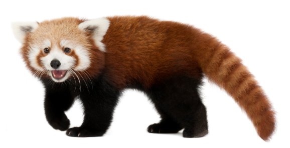 Young Red panda or Shining cat, Ailurus fulgens, 7 months old, in front of white background