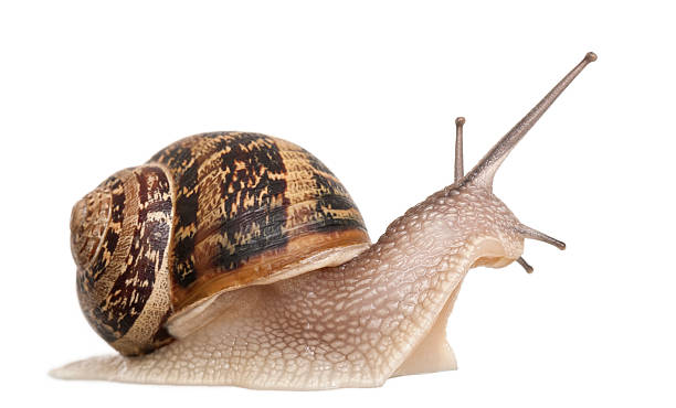 Close-up of a garden snail isolated on white stock photo