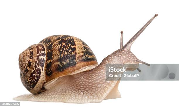 Closeup Of A Garden Snail Isolated On White Stock Photo - Download Image Now - Escargot, White Background, Cut Out