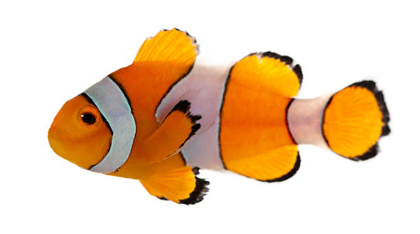 말미잘과, amphiprion ocellaris 앞, 흰색 배경 - tropical fish clown fish isolated animal 뉴스 사진 이미지