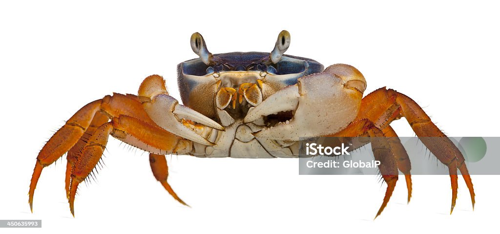 Patriot crab, Cardisoma armatum, in front of white background Crab Stock Photo