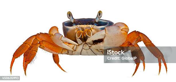 Patriot Crab Cardisoma Armatum In Front Of White Background Stock Photo - Download Image Now