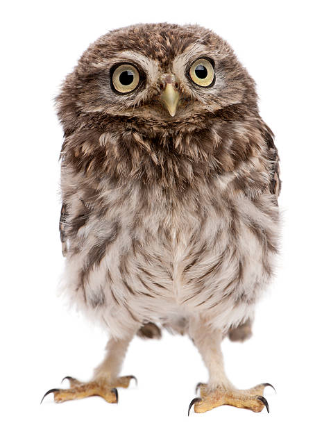 istock Young owl standing in front of white background 450636013