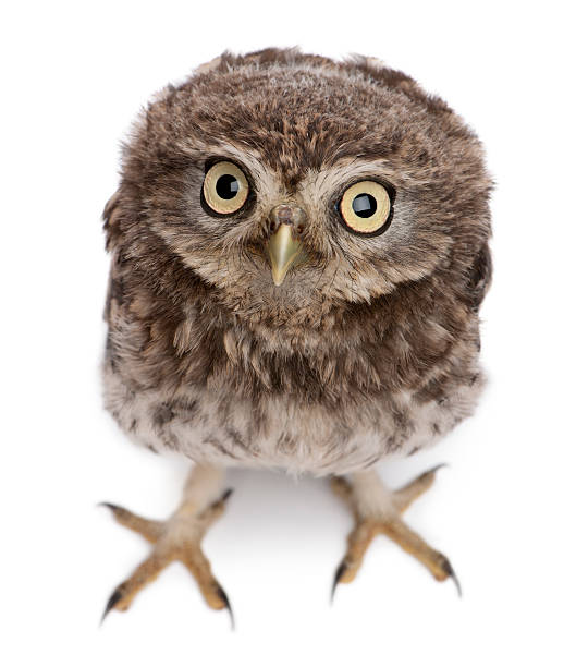 istock Young owl standing in front of white background 450636033