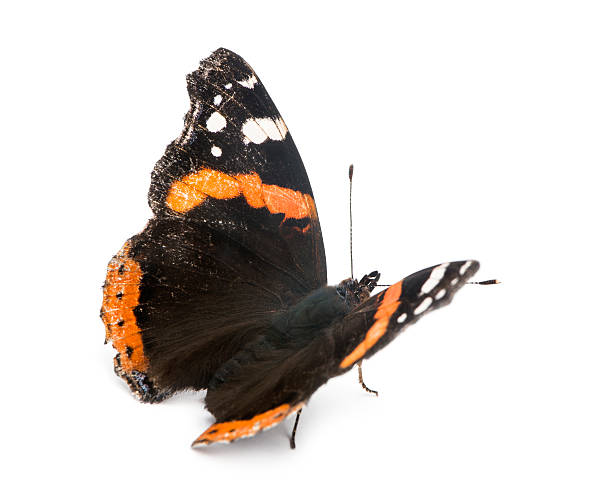 istock Old, damaged Red Admiral butterfly, Vanessa atalanta 450636359