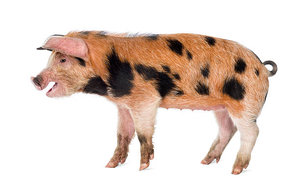 istock Side view of a Oxford Sandy and Black piglet 450636365