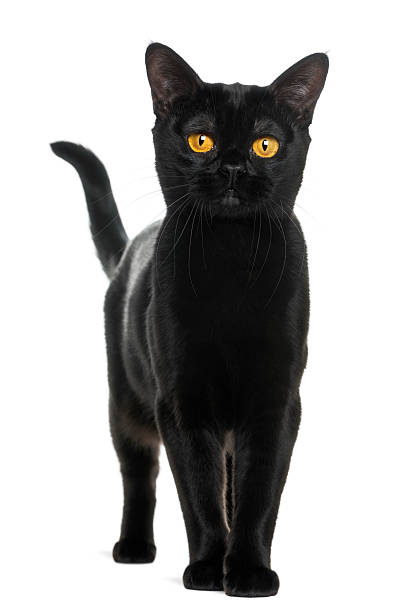 istock Bombay cat looking at the camera, isolated on white 450636371