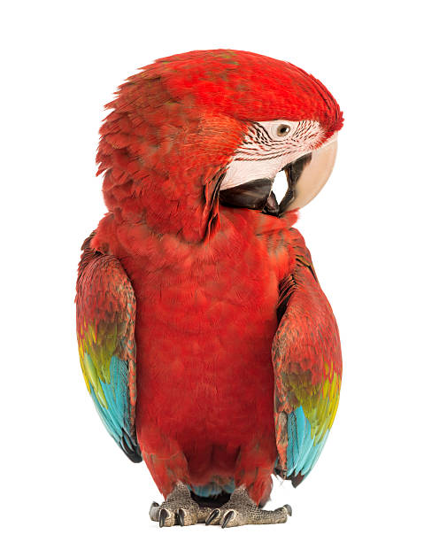 istock Green-winged Macaw, Ara chloropterus, 1 year old 450636381