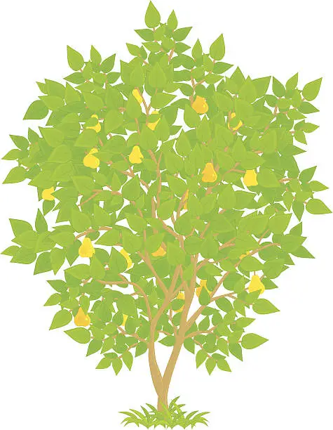 Vector illustration of Pear Tree