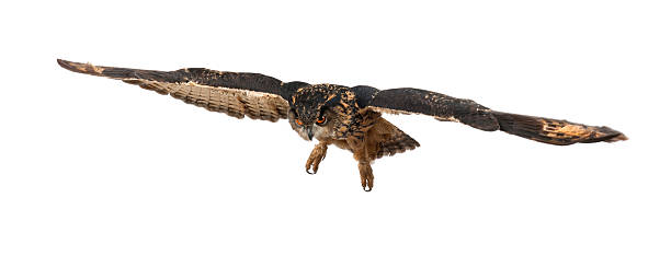 istock Eurasian Eagle-Owl, Bubo, 15 years old 450636545