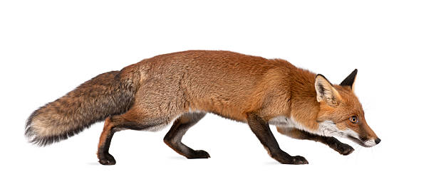 istock Red fox, Vulpes, 4 years old, walking against white background 450636553
