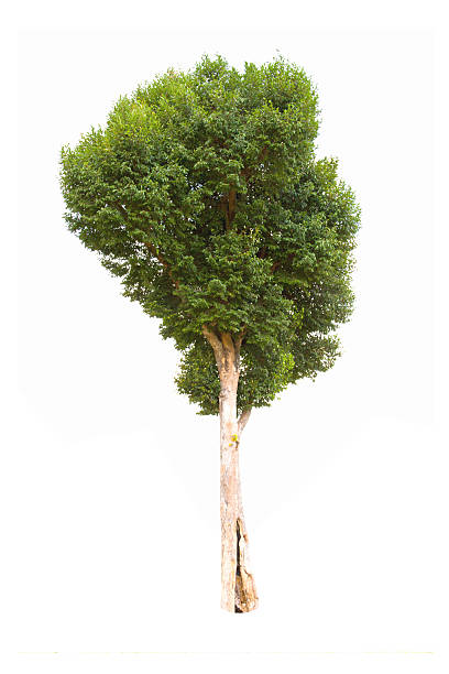 istock Irvingia malayana tropical tree  isolated on white background 450636583