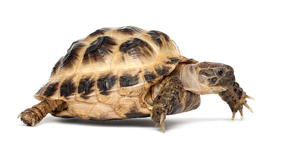 istock Young Russian tortoise, Agrionemys horsfieldii 450636599