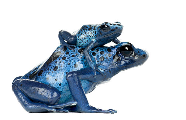 istock Female Blue and Black Poison Dart Frog with young 450636617