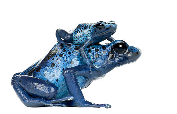 Female Blue and Black Poison Dart Frog with young Female Blue and Black Poison Dart Frog with young, Dendrobates azureus, against white background poison arrow frog photos stock pictures, royalty-free photos & images