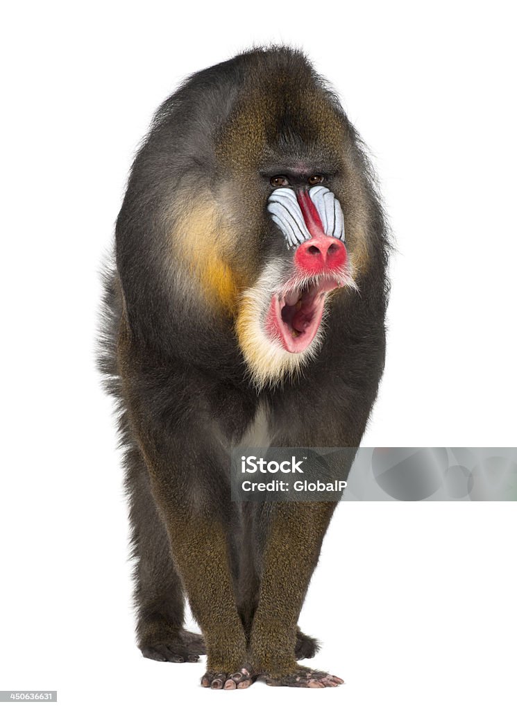 Portrait of Mandrill, Mandrillus sphinx, 22 years old Portrait of Mandrill, Mandrillus sphinx, 22 years old, primate of the Old World monkey family against white background Animal Stock Photo