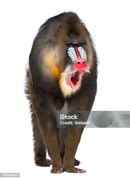 Portrait Of Mandrill Mandrillus Sphinx 22 Years Old Stock Photo - Download Image Now